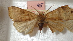 Diarsia mendica