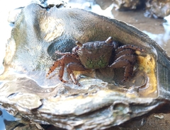 Metopograpsus messor