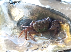 Metopograpsus messor