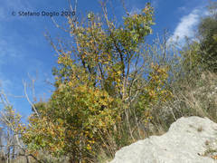 Pistacia terebinthus