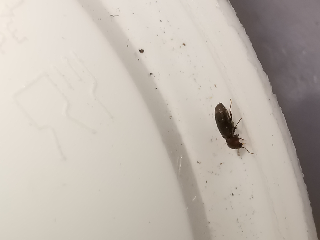 Gastrallus immarginatus