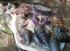 Metopograpsus messor