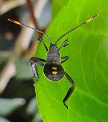 Anoplocnemis curvipes