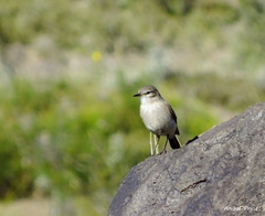 Muscisaxicola cinereus