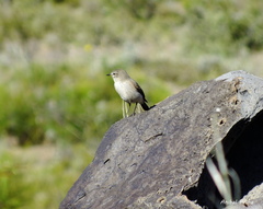 Muscisaxicola cinereus