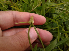 Cyperus hortensis