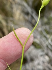 Gladiolus brevitubus