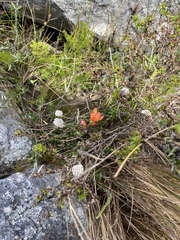 Gladiolus brevitubus