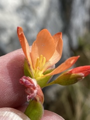 Gladiolus brevitubus