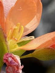 Gladiolus brevitubus