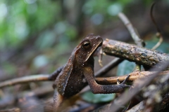 Incilius leucomyos