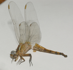 Orthetrum chrysostigma