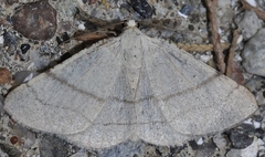 Adactylotis gesticularia