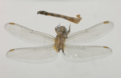 Orthetrum chrysostigma