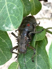 Enyaliopsis