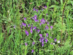 Viola etrusca