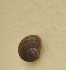 Zachrysia provisoria