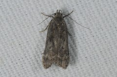 Anacampsis populella