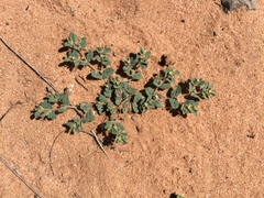 Euphorbia serrula