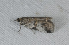 Acrobasis fallouella