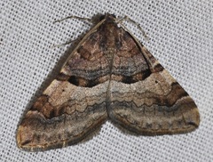 Antilurga alhambrata