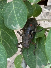 Enyaliopsis