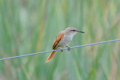 Limnoctites rectirostris