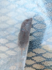 Soricidae