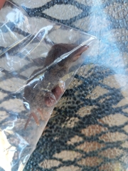 Soricidae
