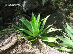 Agave mitis