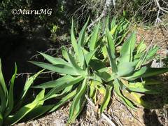 Agave mitis