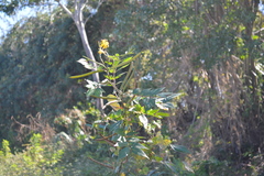Senna occidentalis image