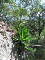Agave mitis