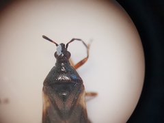 Anthocoris nemoralis
