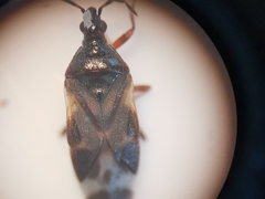 Anthocoris nemoralis