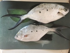 Trachinotus baillonii