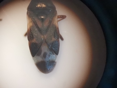 Anthocoris nemoralis