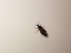 Anthocoris nemoralis