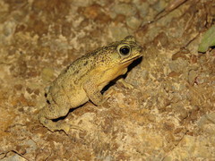 Rhinella beebei