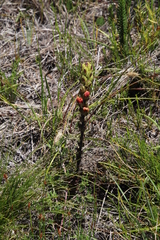 Alectra sessiliflora