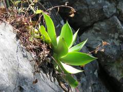 Agave mitis