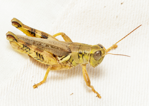 Ponderous Spur-throat Grasshopper