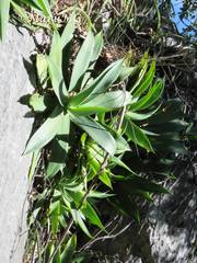 Agave mitis