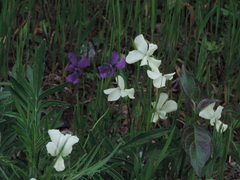 Viola etrusca