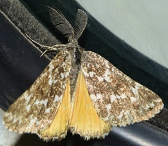 Athroolopha pennigeraria