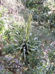 Tillandsia suesilliae