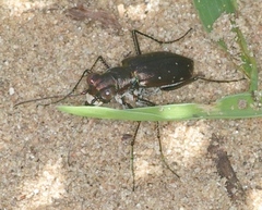 Cicindela punctulata punctulata