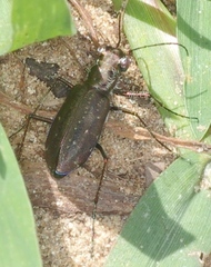 Cicindela punctulata punctulata