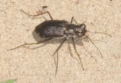 Cicindela punctulata punctulata