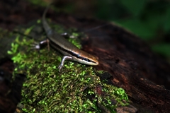 Notomabuya frenata